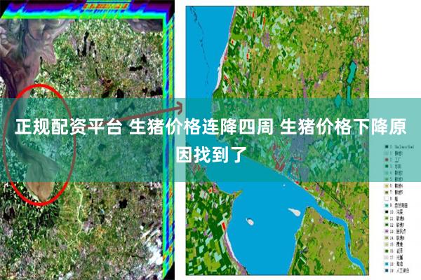 正规配资平台 生猪价格连降四周 生猪价格下降原因找到了